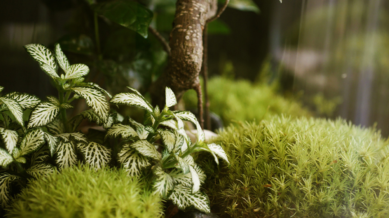 Introducing Green Factory: Modern Botany